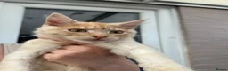 Maine Coon cats for sale: Maine coon cross boy kittens - Advert 7