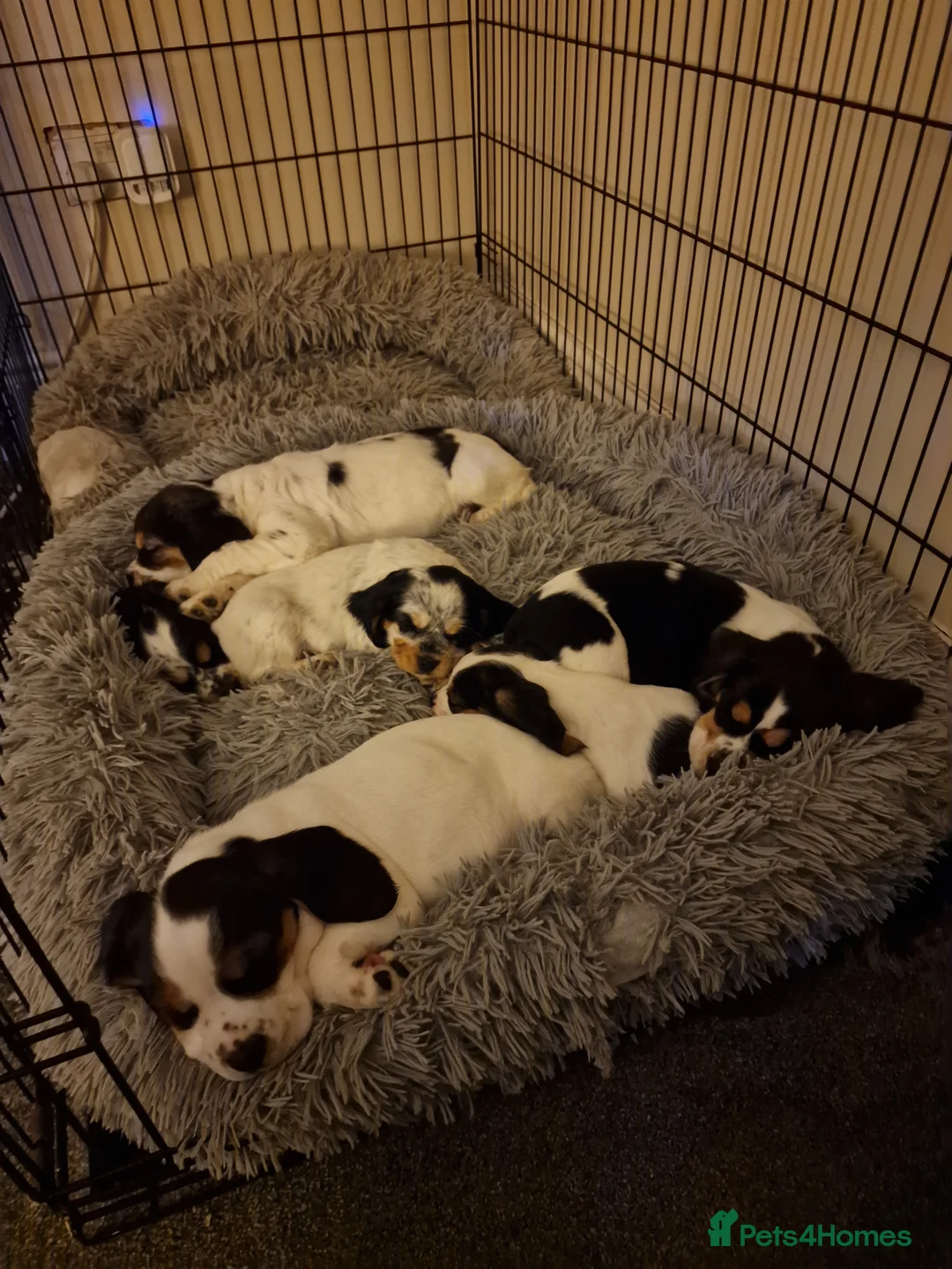Mixed Breed dogs for sale: Bocker puppies - Advert 1