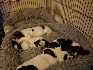 Mixed Breed dogs Bocker puppies - Advert 19