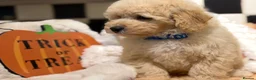 Poochon dogs for sale: Stunning litter of poochons ready now - Advert 21