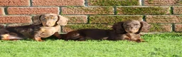 Dachshund dogs for sale: MINIATURE DACHSHUND PUPPIES FOR SALE - Advert 30