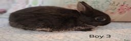 Netherland Dwarf rabbits for sale: Purebred Netherland Dwarf Young Rabbits  - Advert 3