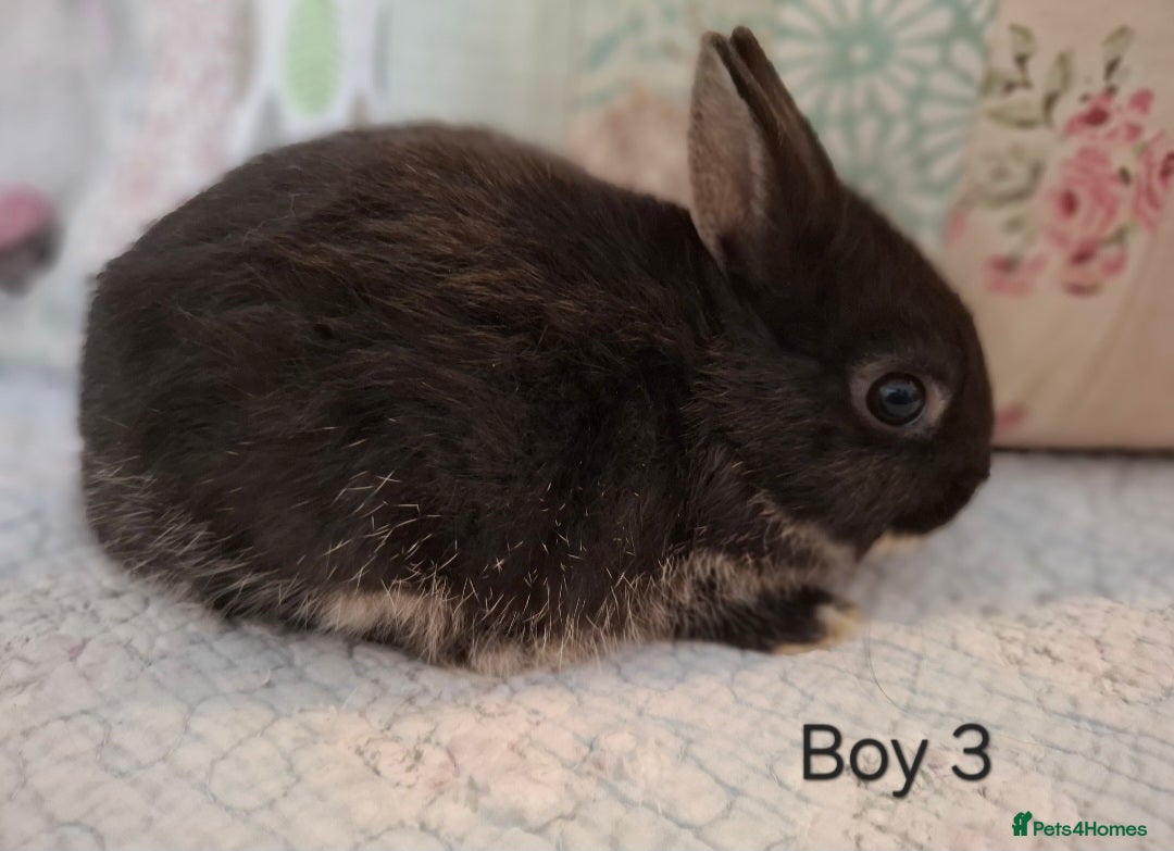 Netherland Dwarf rabbits for sale: Purebred Netherland Dwarf Young Rabbits  - Advert 3