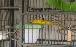 Mixed Breed birds for sale:  🐦 Bonded Pair of Cheeky Kakarikis 🐦 - Image 4
