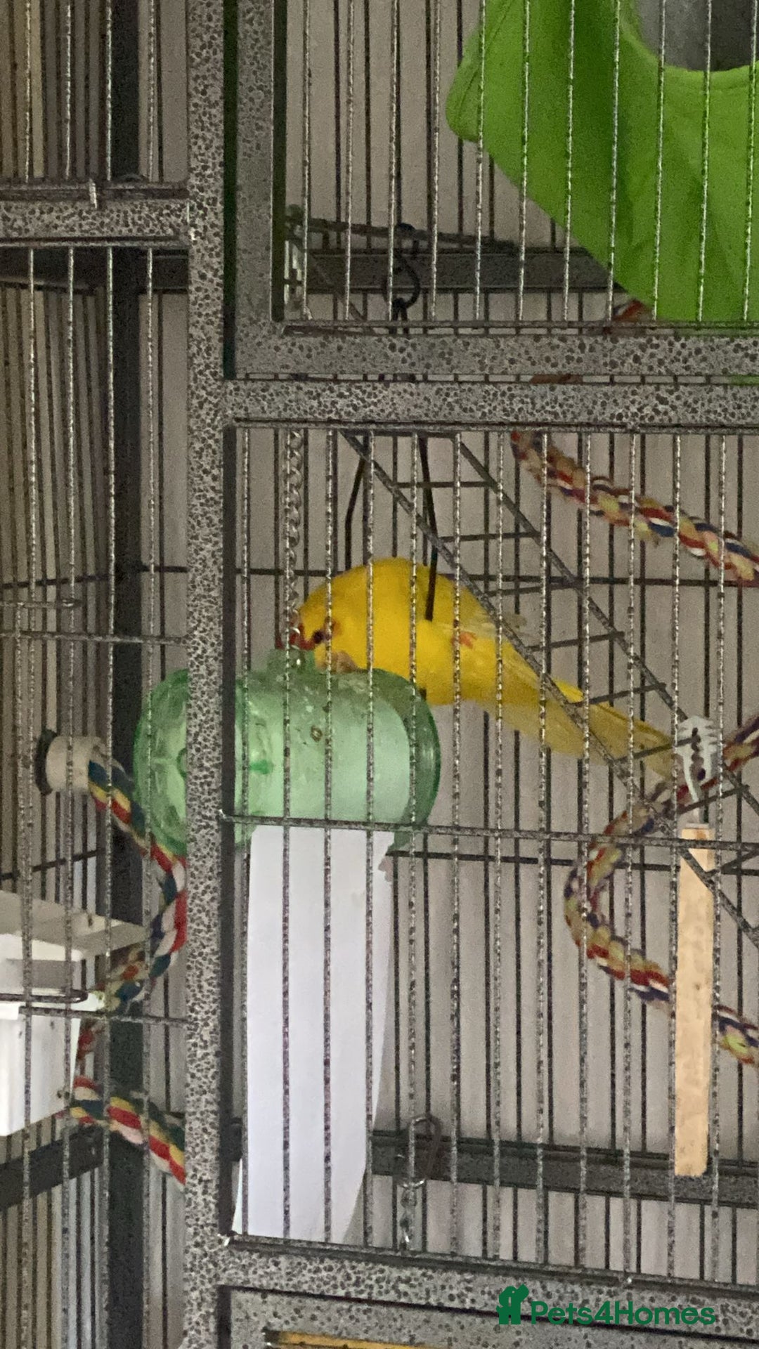 Mixed Breed birds for sale:  🐦 Bonded Pair of Cheeky Kakarikis 🐦 - Image 4