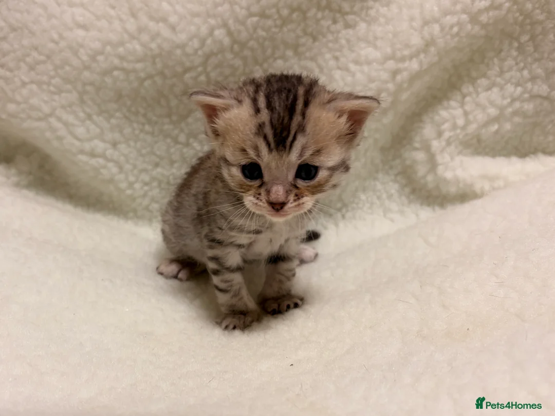 Bengal cats for sale: Bengal kittens - Advert 11