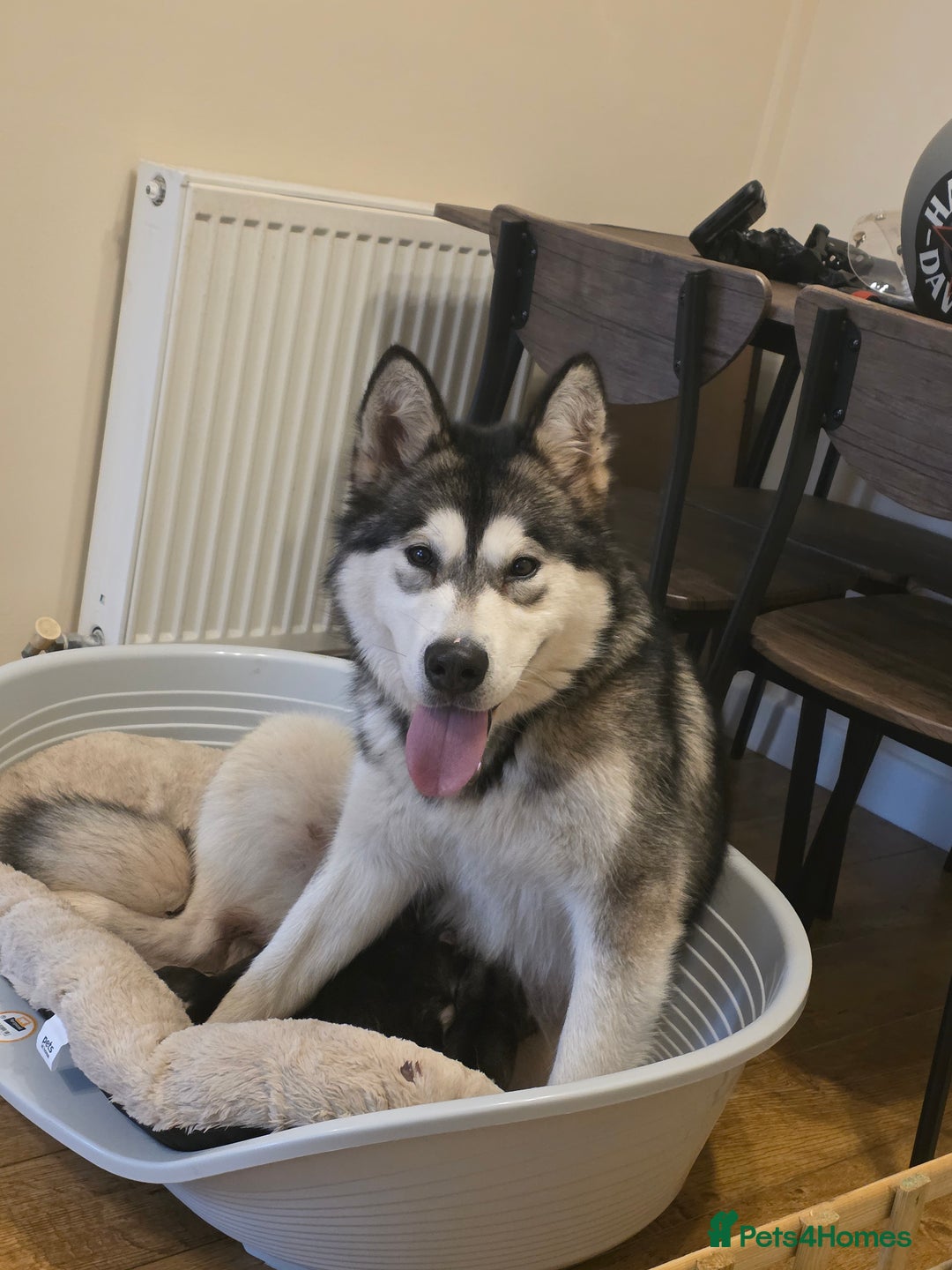 Alaskan Malamute dogs for sale: 9 week Old Alaskan Malamute Bitch - Advert 8