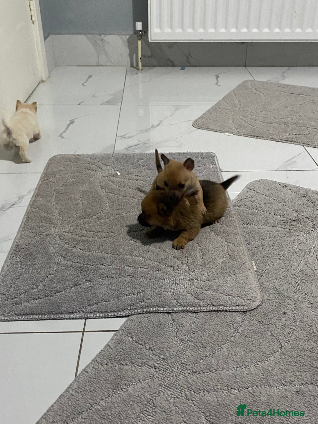 Chihuahua dogs for sale: 3 beautiful chihuahua puppies  - Advert 17