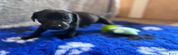 Labrador Retriever dogs for sale: Labrador Retriever KC puppies - Advert 9