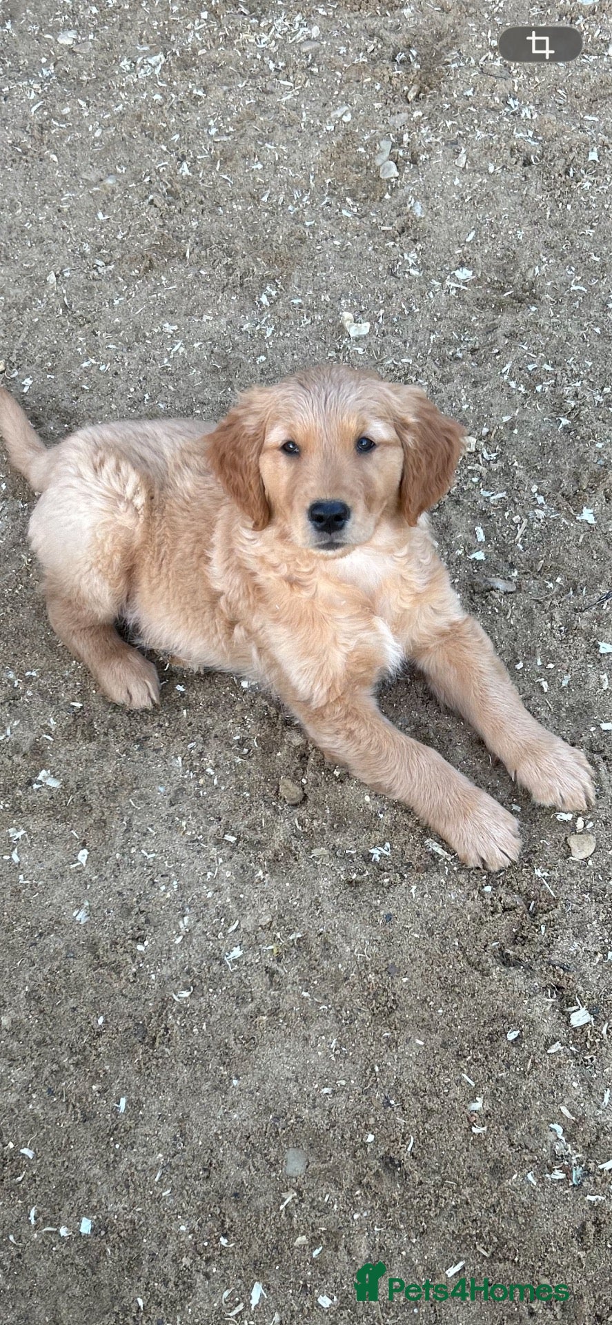 Golden Retriever dogs for sale: Very Dark Golden Retriever Puppies ready to leave  - Advert 2