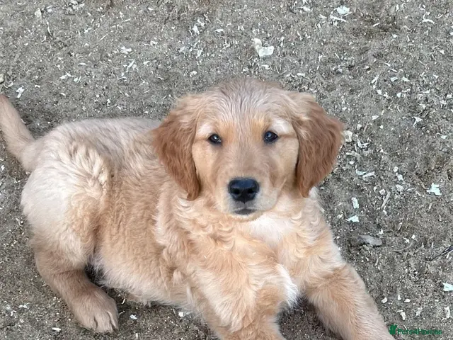 Golden Retriever dogs for sale: Very Dark Golden Retriever Puppies ready to leave - Advert 2