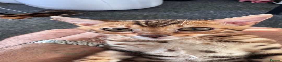 Bengal Kitten 2