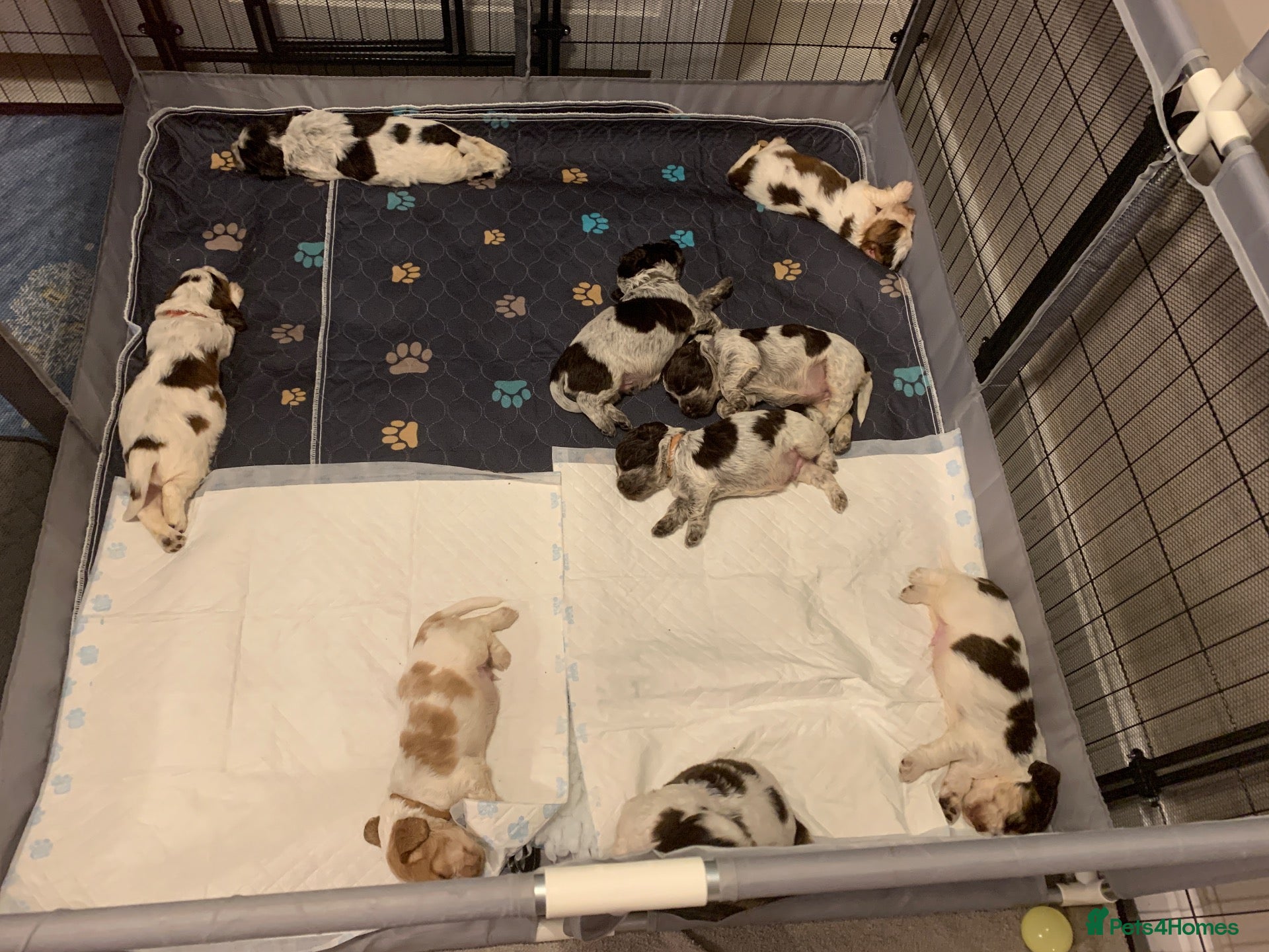 Cocker Spaniel dogs Cocker Spaniel Puppies - Advert 3