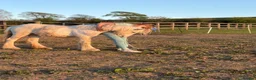 Irish Cob horses for sale: TGCA filly grey and blue - Advert 12
