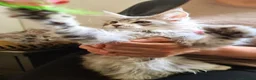 Maine Coon cats for sale: ❤️𝕾𝖙𝖚𝖓𝖓𝖎𝖓𝖌❤️ Maine Coon Kittens Ready - Advert 11