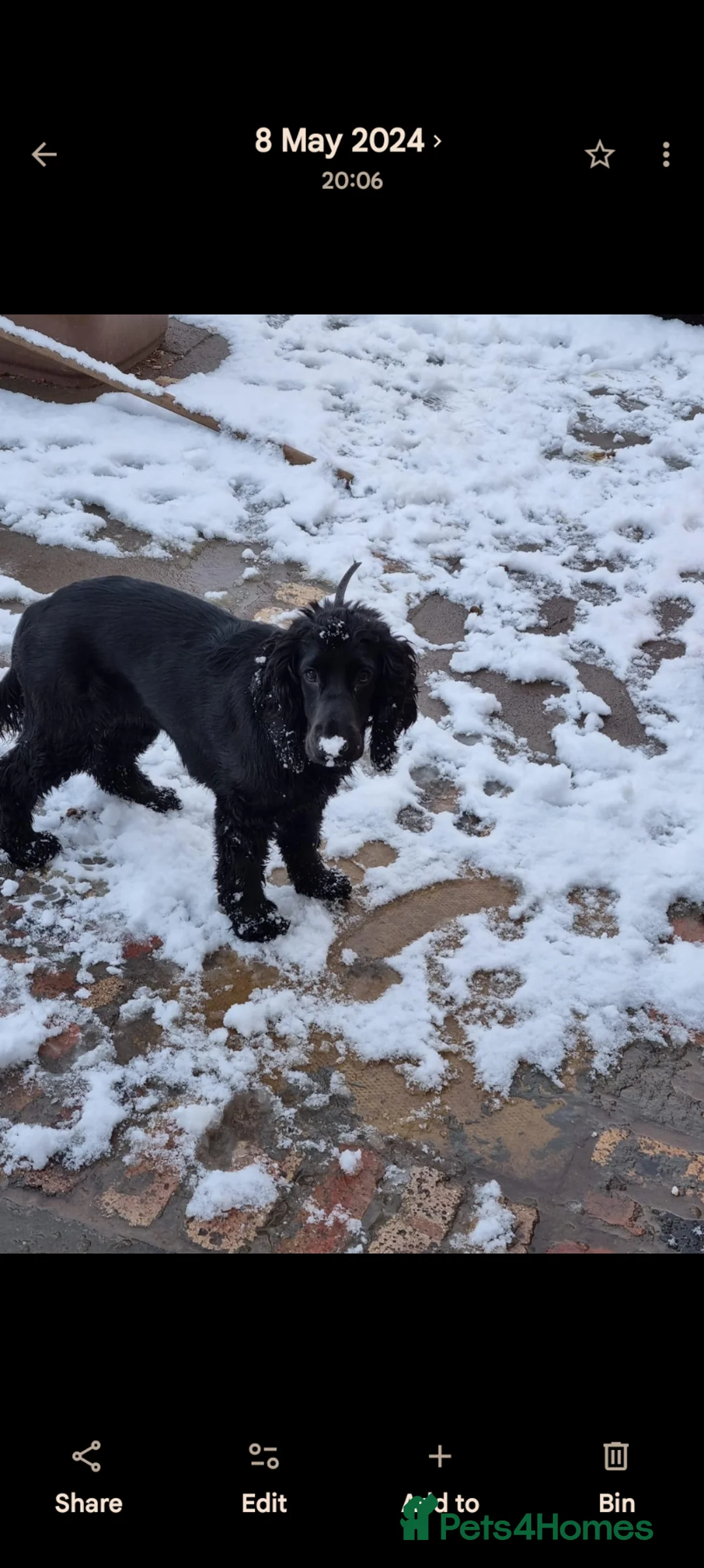 Cocker Spaniel dogs for sale: Cocker spaniel female  - Advert 1