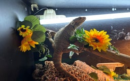 Bearded Dragon reptiles for sale: bearded dragon and vivarium - Image 2