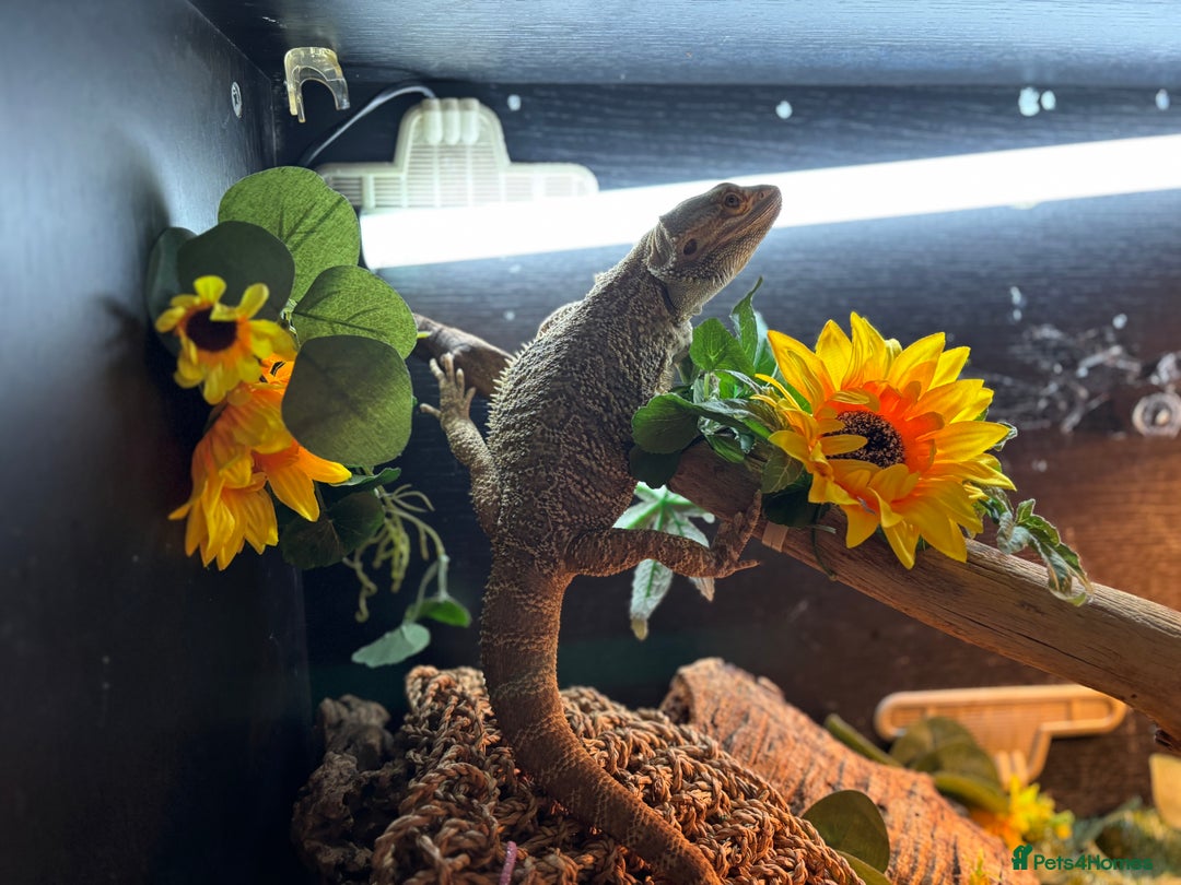 Bearded Dragon reptiles for sale: bearded dragon and vivarium - Image 2