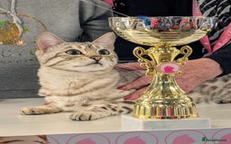 Bengal cats for sale: 🏆OUTSTANDING SHOW WINNING BENGALS KITTENS🔥 - Image 32