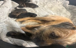 Border Terrier dogs for sale: Border terrier puppys - Image 8