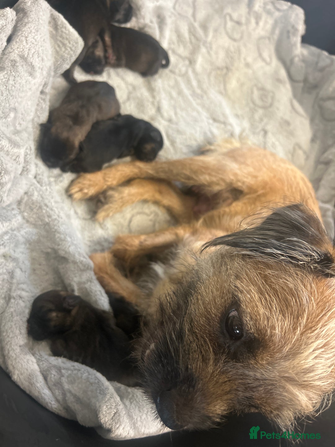 Border Terrier dogs for sale: Border terrier puppys - Image 8