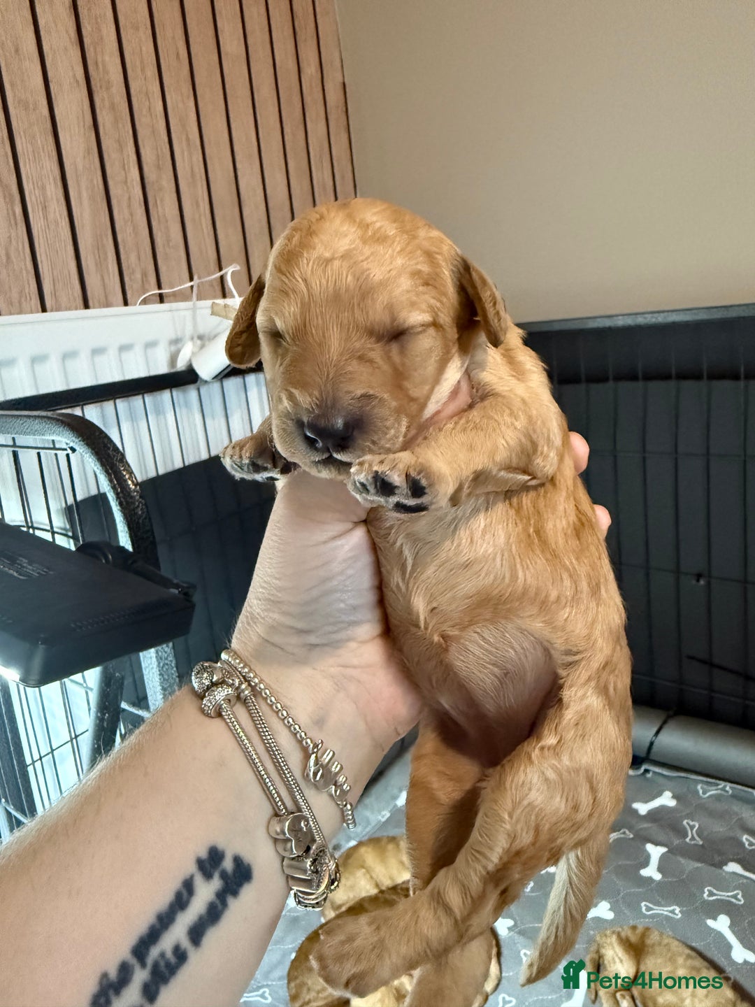 Labradoodle dogs for sale: Beautiful labradoodles  - Advert 21