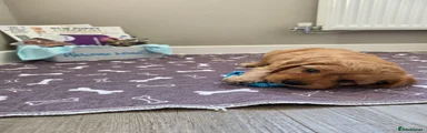 Blue Cockapoo
