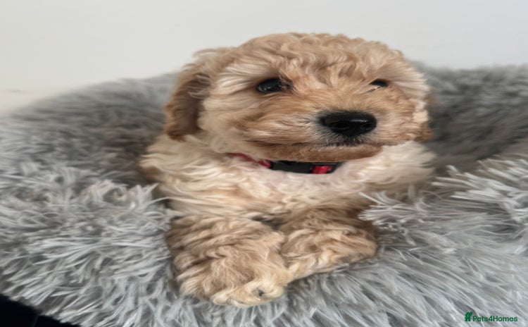 Cockapoo dogs - Advert 11