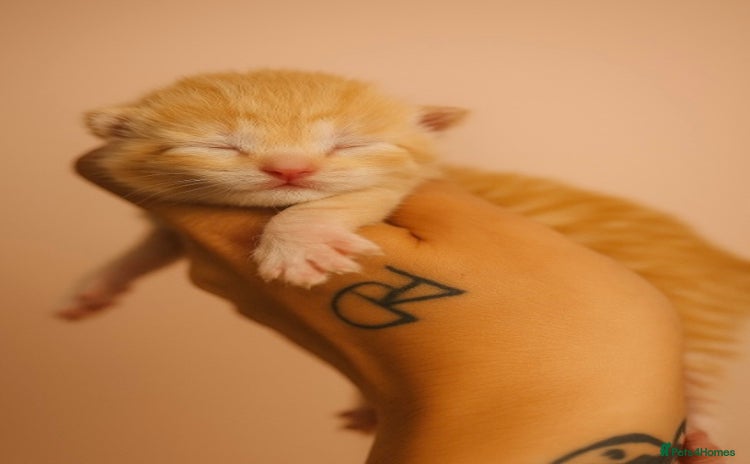 Mixed Breed cats - Advert 5