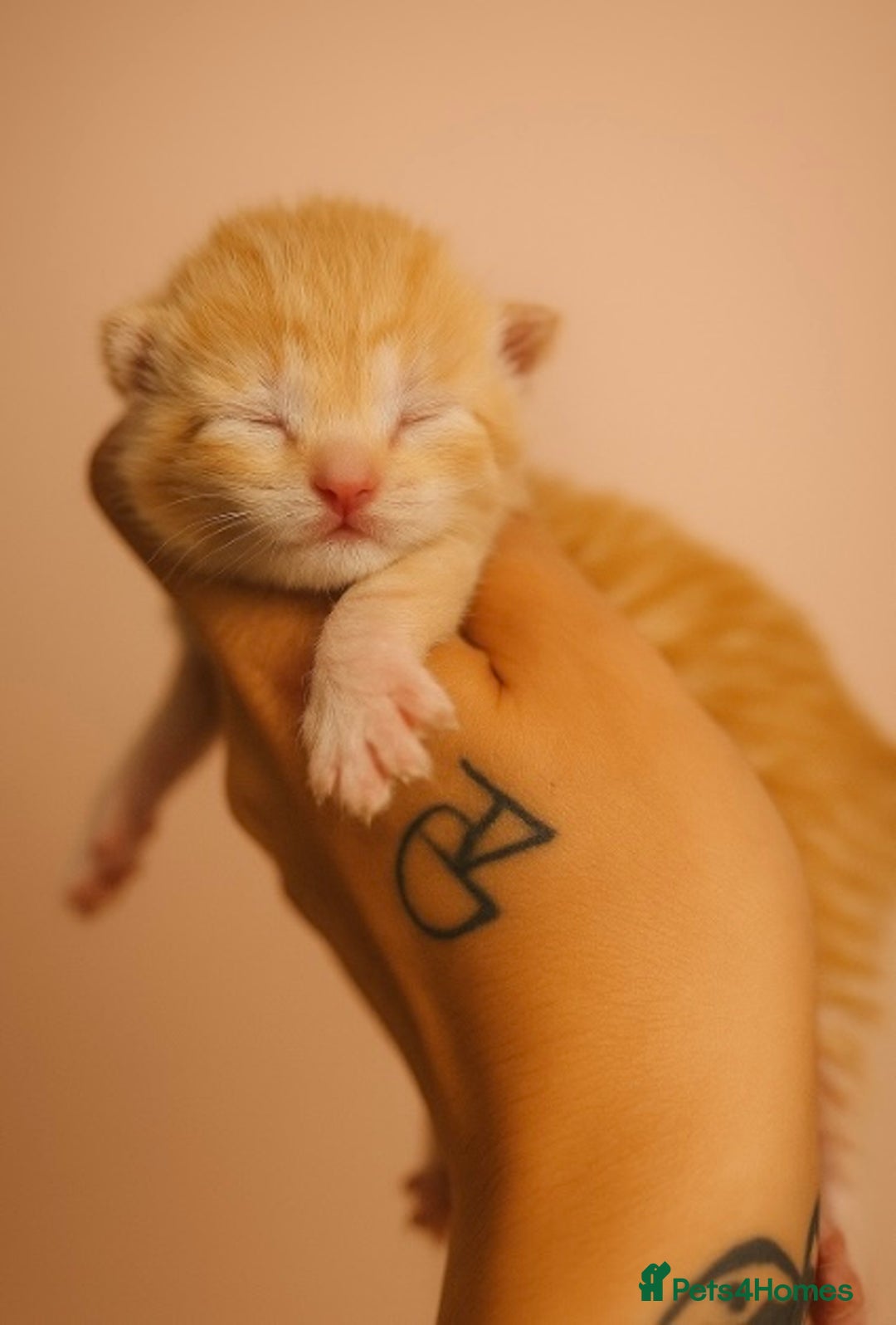 Mixed Breed cats for sale: Mixed kittens Bsh x Persian  - Image 1