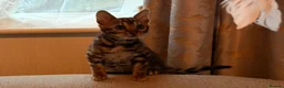 Bengal cats for sale: Nala’s Bengal kitten ready for new home  in Pinner - Advert 11