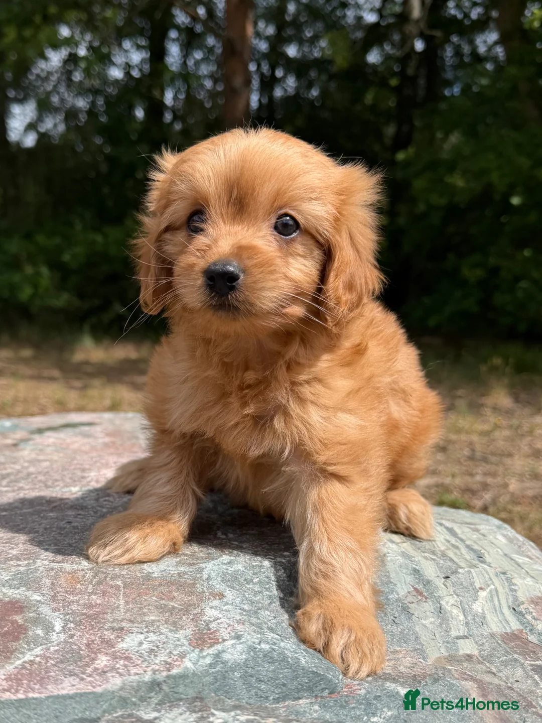 Cavapoo dogs for sale: Cavapoo *Ready Now *£1250 - Advert 2