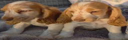 Cocker Spaniel dogs for sale: Exceptional True Show winning Champion Cockers. - Advert 13