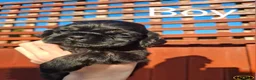 American Cocker Spaniel dogs for sale: American Cocker Spaniel puppies  - Advert 18