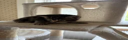 Mixed Breed cats for sale: 4 Bengal mix kittens in Hastings - Advert 2