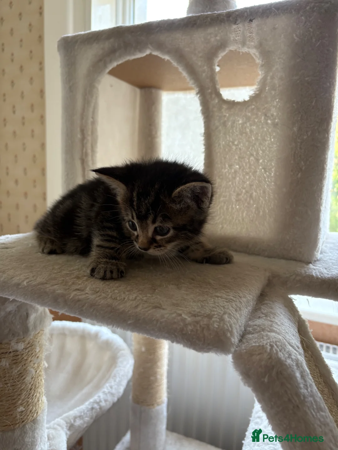Mixed Breed cats for sale: 4 Bengal mix kittens in Hastings - Advert 2