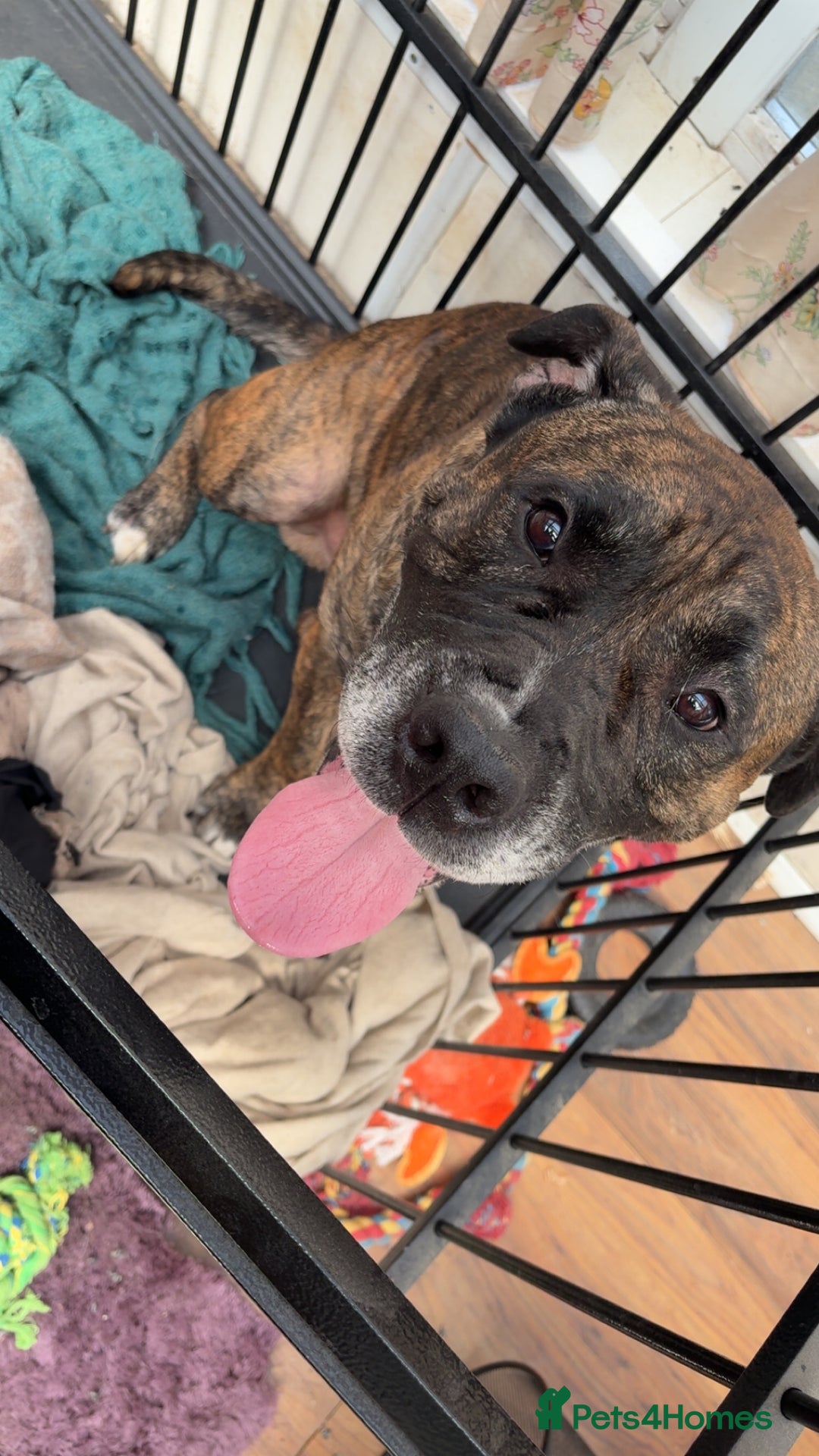 Mixed Breed dogs for sale: Male presa cross for rehomeing  - Image 4
