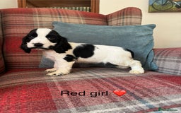 Cocker Spaniel dogs for sale: KC registered, health tested, show type puppies  - Image 12