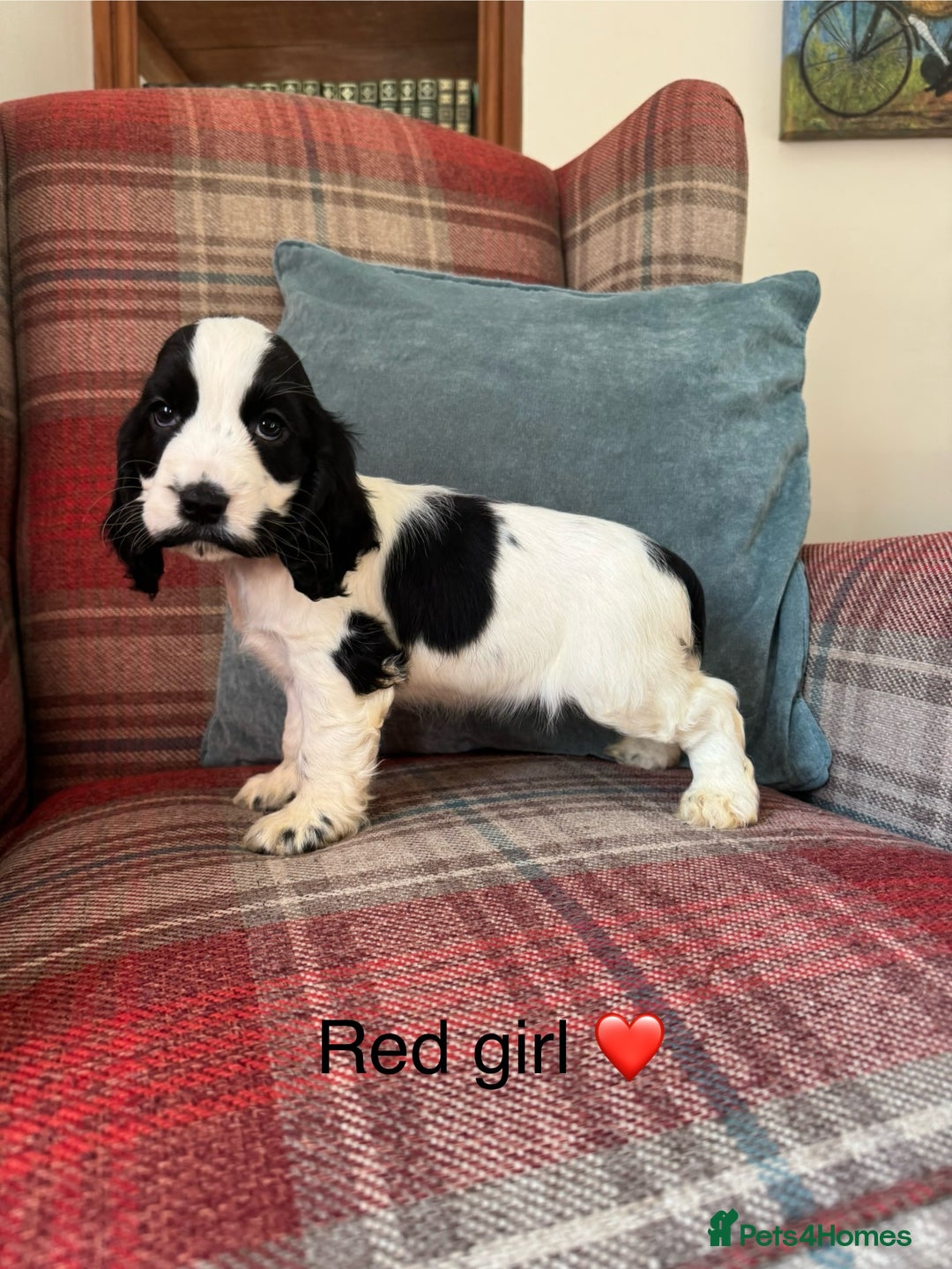 Cocker Spaniel dogs for sale: KC registered, health tested, show type puppies  - Image 12