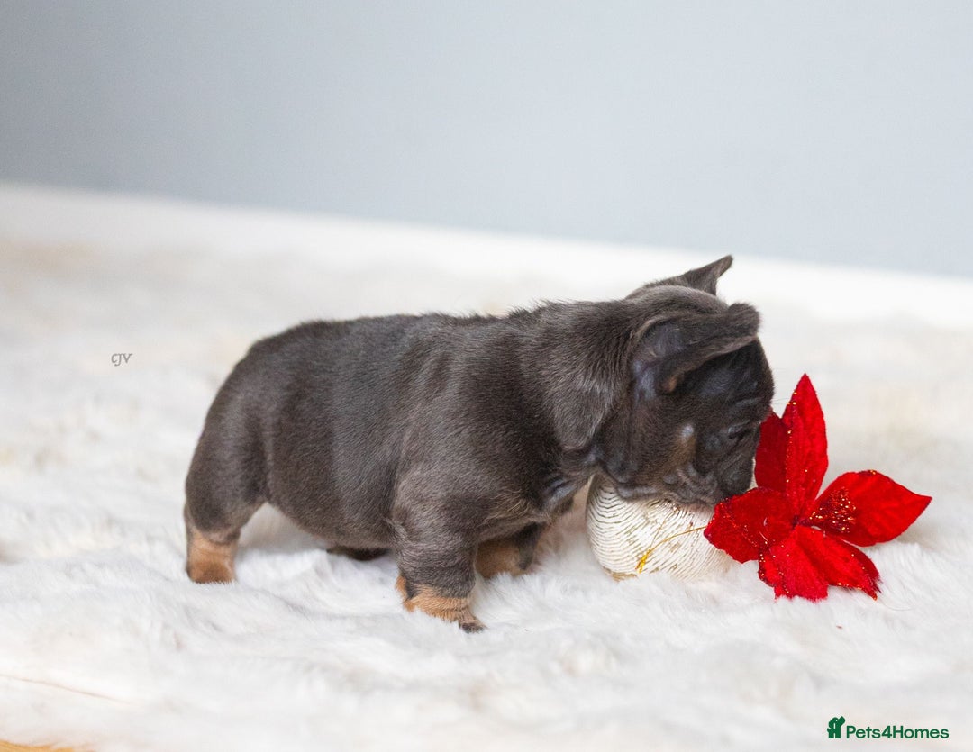 French Bulldog dogs for sale: High quality french bulldogs  - Advert 6