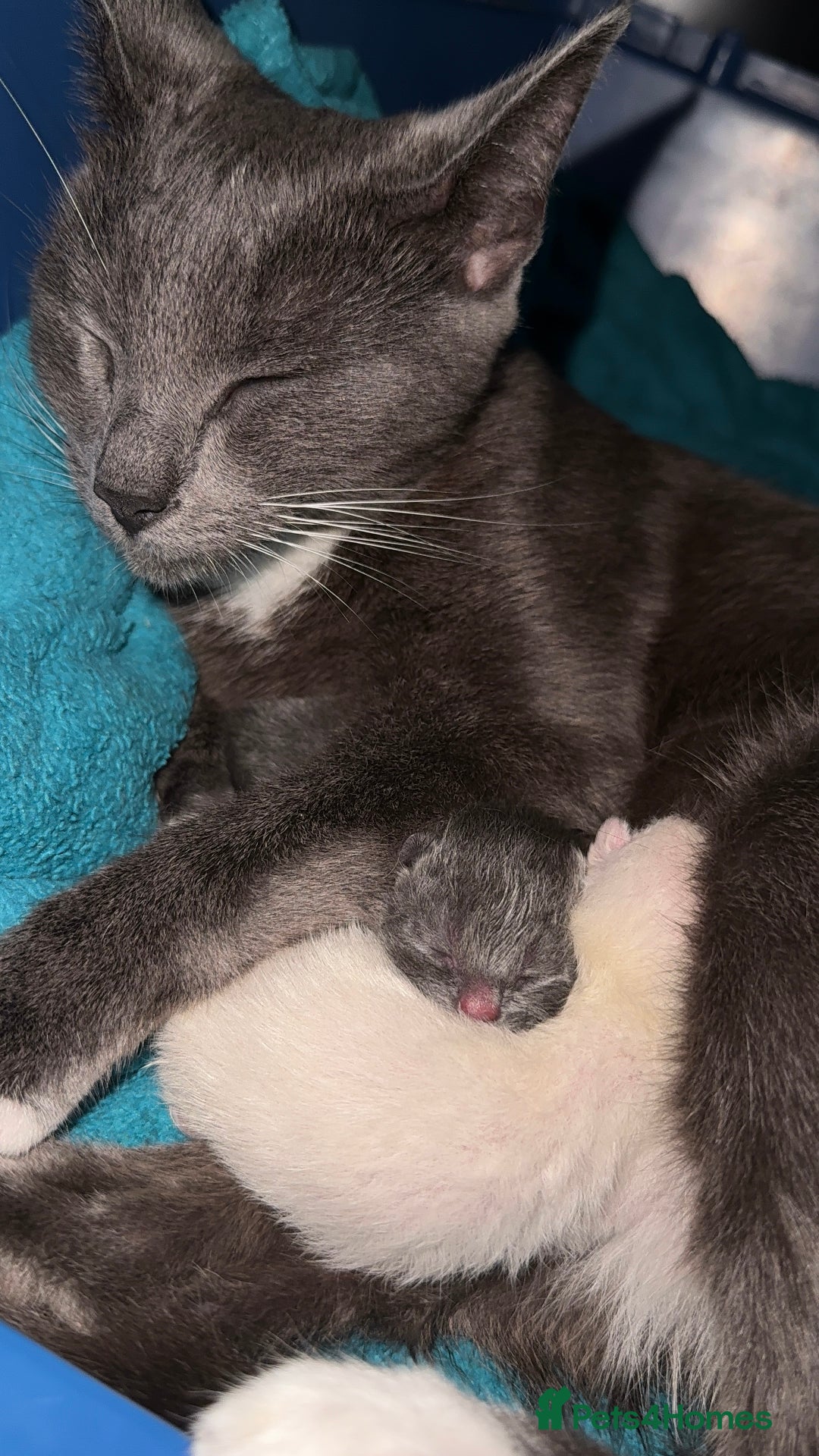 British Shorthair cats for sale: Beautiful Grey & White Kittens🐱💕 - Image 9