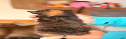 Mixed Breed cats for sale: 4 sunning long and short hair kittens - Advert 8