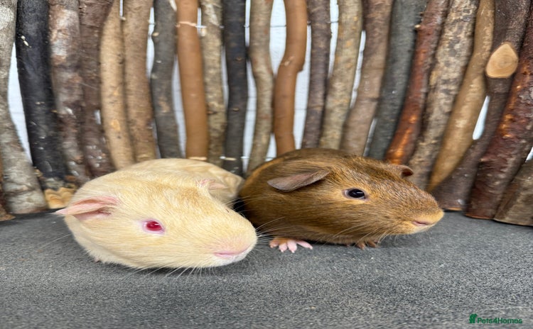 Guinea Pig rodents - Advert 6