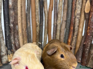 Guinea Pig rodents - Advert 17