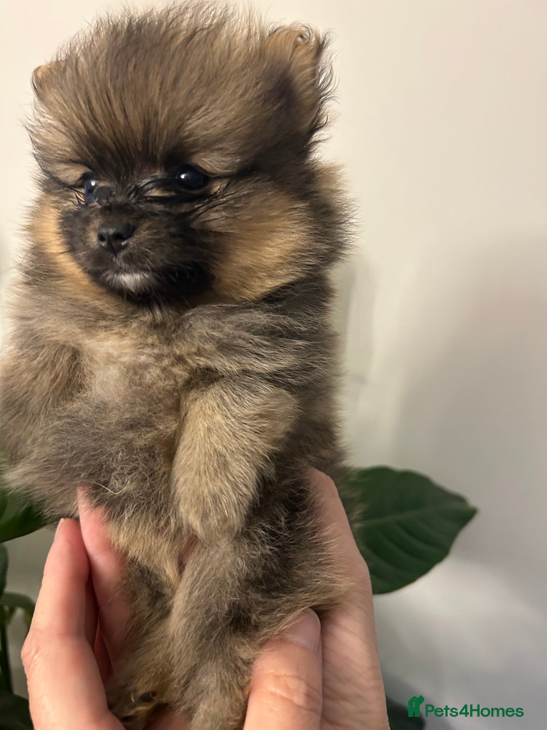 Pomeranian dogs for sale: Kc reg. Show quality 3 Pomeranian girls - Image 10