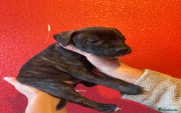 Mixed Breed dogs for sale: Staffordshire cross puppies  - Image 15
