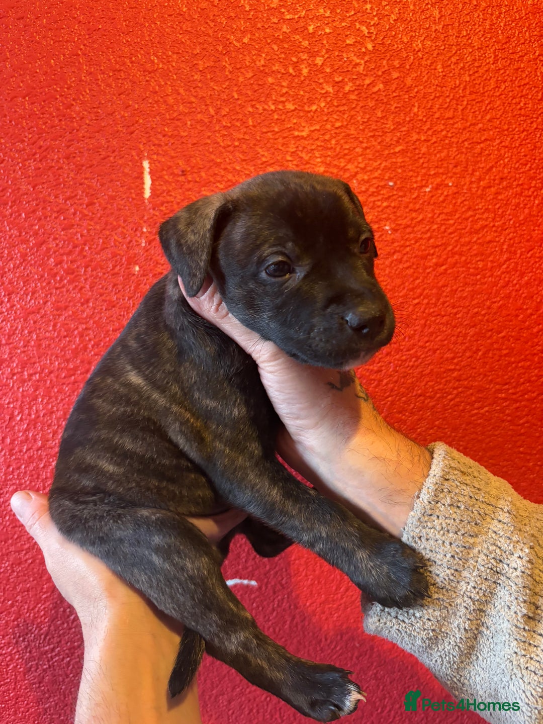 Mixed Breed dogs for sale: Staffordshire cross puppies  - Image 15