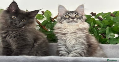 Maine Coon cats - Advert 9