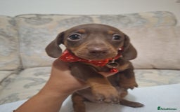 Miniature Dachshund dogs for sale: 5 miniature dachshund - Image 10