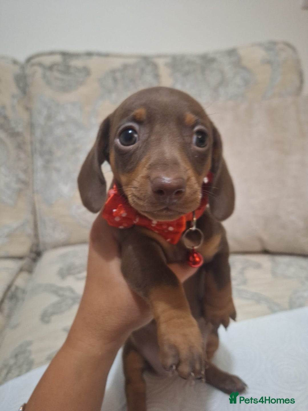 Miniature Dachshund dogs for sale: 5 miniature dachshund - Image 10